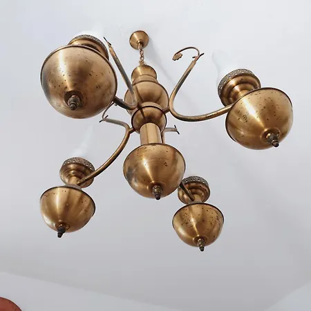 Plectranthus باروس